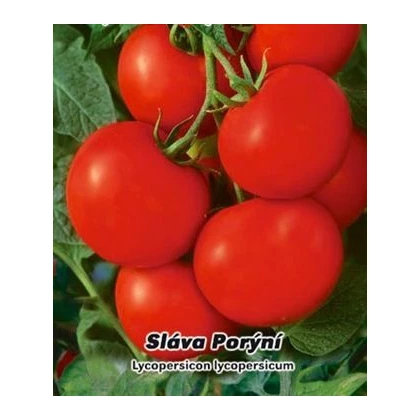 Rajče tyčkové Sláva Porýní - semena rajčat - 50 ks