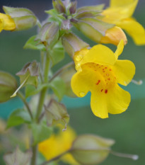 Kejklířka žlutá - Mimulus luteus - prodej semen - 200 ks