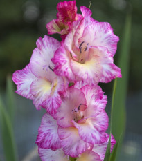 Gladiol My Love - Gladiolus - prodej cibulovin - 3 ks