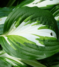 Hosta - Hosta Mediovariegata - prodej cibulovin - 1 ks