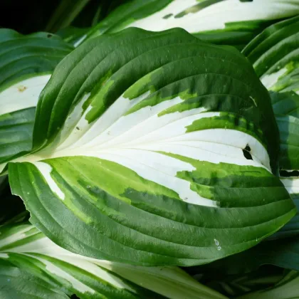 Hosta - Hosta Mediovariegata - prodej cibulovin - 1 ks