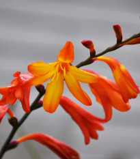 Montbrécie Meteor - Crocosmia - prodej cibulovin - 4 ks