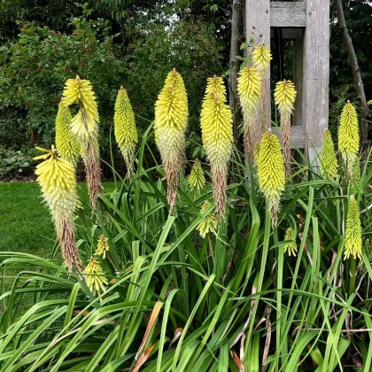 Mnohokvět bílý - Kleopatřina jehla - Kniphofia - prodej prostokořenných sazenic - 1 ks