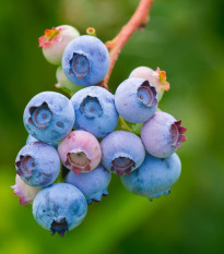 Borůvka americká modrá - Vaccinium corymbosum - prodej sazenic - 1 ks