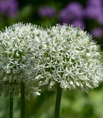 Česnek Mount Everest - Allium - prodej cibulovin - 1 ks