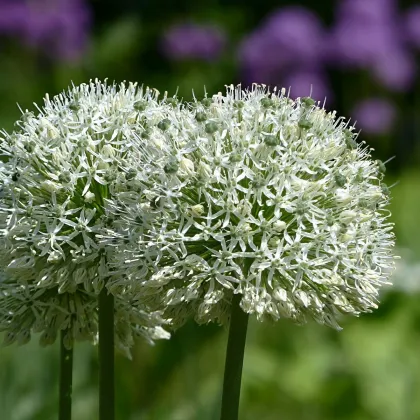 Česnek Mount Everest - Allium - prodej cibulovin - 1 ks