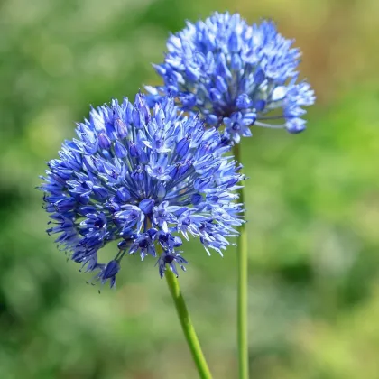 Česnek azurový - Allium caeruleum - prodej cibulovin - 3 ks