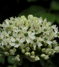 Česnek okrasný černý - Allium nigrum - prodej cibulovin - 2 ks