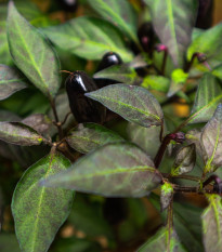 Chilli černé maďarské - Capsicum annuum - prodej semen - 6 ks