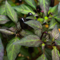 Chilli černé maďarské - Capsicum annuum - prodej semen - 6 ks