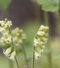 Mitrovka velkokvětá - Tellima grandiflora - prodej semen - 0,02 g