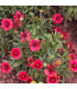 Kokarda Arizona Red Shades - Gaillardia aristata - prodej semen - 10 ks