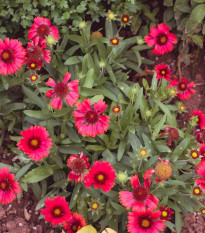 Kokarda Arizona Red Shades - Gaillardia aristata - prodej semen - 10 ks