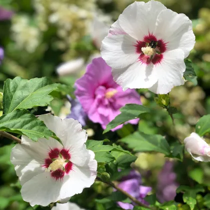 Ibišek syrský Rose of Sharon - Hibiscus syriacus - prodej semen - 12 ks