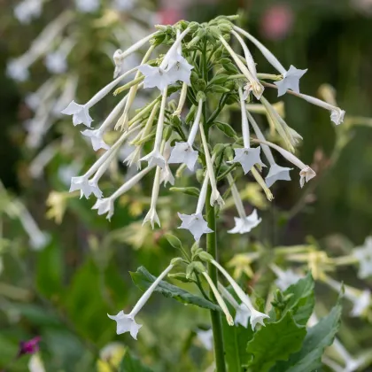 Tabák planý - Nicotiana sylvestris - prodej semen - 200 ks