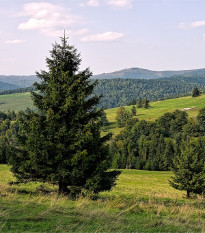 Smrk ztepilý - Picea abies - prodej semen - 8 ks