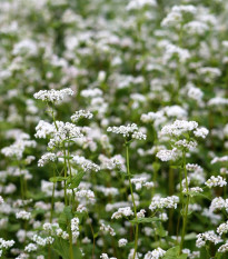 Pohanka setá - Polygonum fagopyrum - prodej semen - 20 ks