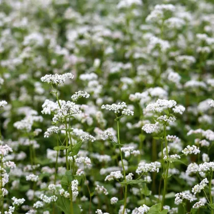 Pohanka setá - Polygonum fagopyrum - prodej semen - 20 ks