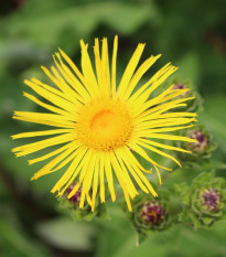 Oman pravý - Inula helenium - prodej semen - 20 ks