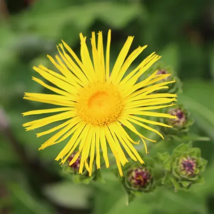 Oman pravý - Inula helenium - prodej semen - 20 ks