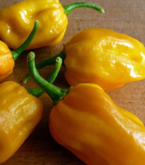 Chilli Habanero žluté - Capsicum chinense - prodej semen - 6 ks