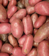 Sadbové brambory Rosara - Solanum tuberosum - červené velmi rané - 5 kg