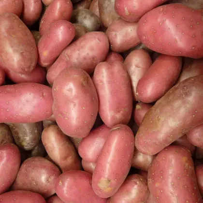 Sadbové brambory Rosara - Solanum tuberosum - červené velmi rané - 5 kg