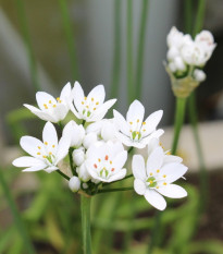 Česnek okrasný - Allium neapolitanum - prodej cibulovin - 3 ks