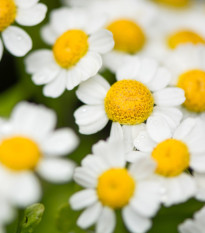 Řimbaba obecná - Chrysanthemum parthenium - prodej semen - 15 ks