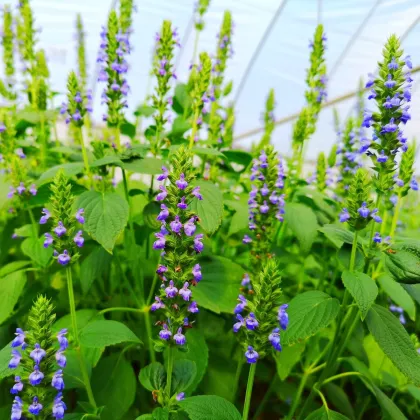 Chia semena - Salvia hispanica - prodej semen - 10 ks