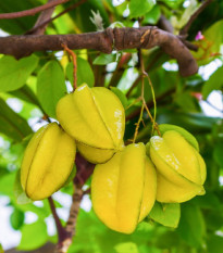 Karambola Bilimbi - Averrhoa carambola - prodej semen - 5 ks