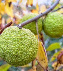 Maklura oranžová - Maclura pomifera - prodej semen - 5 ks