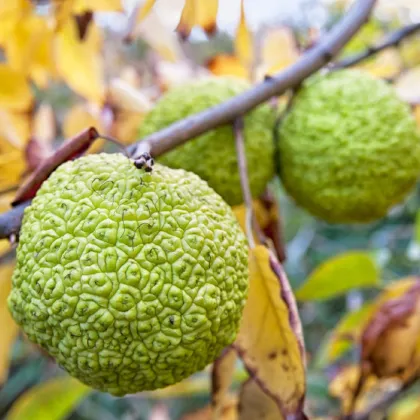 Maklura oranžová - Maclura pomifera - prodej semen - 5 ks