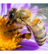 Květy pro včely jednoleté - luční kvítí - prodej semen - 40 g