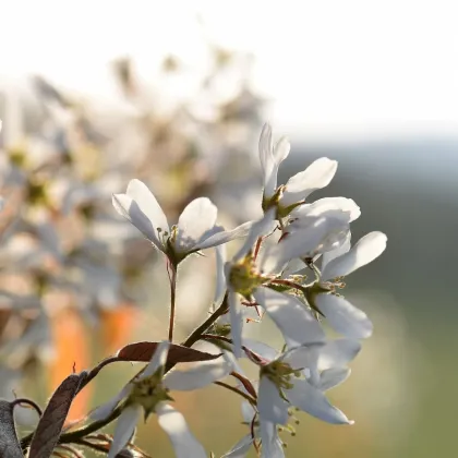 Muchovník kanadský - Amelanchier canadensis - prodej semen - 10 ks