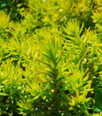 Rozchodník skalní - Sedum reflexum - prodej semen - 70 ks