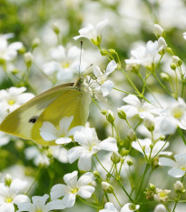 Šáter bílý elegantní - Gypsophila elegans - prodej semen - 200 ks