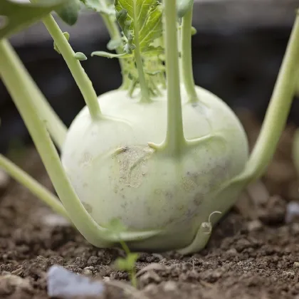 Kedluben obří Superschmelz - Brassica oleracea - prodej semen - 150 ks