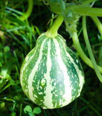 Tykev Piccolo F1 - Cucurbita pepo - prodej semen - 5 ks