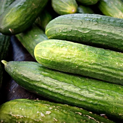 Semínka bio okurky - BIO Okurka salátová polní - prodej bio semen - 0,3 g