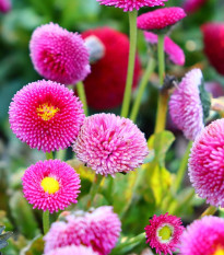 Sedmikráska pomponková růžová - Bellis perennis - prodej semen - 0,1 g