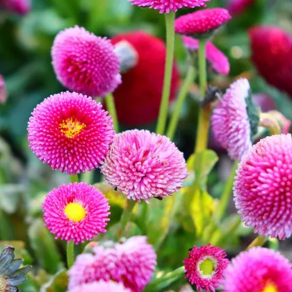 Sedmikráska pomponková růžová - Bellis perennis - prodej semen - 0,1 g