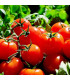 BIO Rajče Matina - Solanum lycopersicum - prodej bio semen - 15 ks