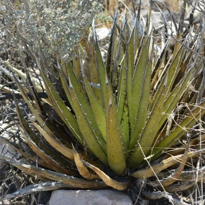 Agáve kalifornské - Agave deserti - prodej semen - 9 ks