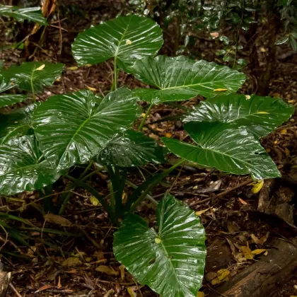 Alokázie - Alocasia cucullata - prodej semen - 4 ks