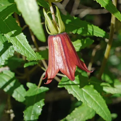 Kanarína kanárská - Kanárský zvonek - Canarina canariensis - prodej semen - 6 ks