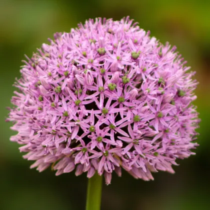 Česnek Karatavský - Allium - prodej cibulovin - 3 ks