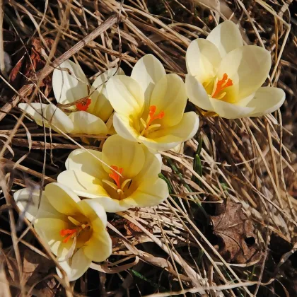 Krokus Ochroleucus - Crocus - prodej cibulovin - 3 ks