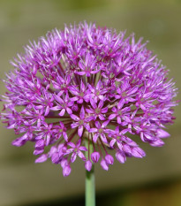 Česnek Red Giant - Allium - prodej cibulovin - 3 ks