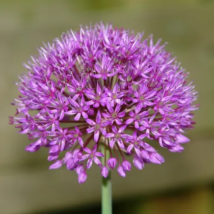 Česnek Red Giant - Allium - prodej cibulovin - 3 ks